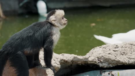 Furry-Capuchin-Monkey-On-Rock-Hole-By-The-Forest-River-On-The-Pacific-Coast