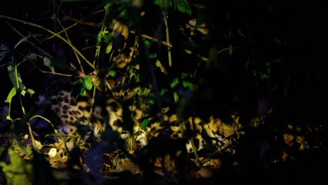 Facing-to-the-right-eating-then-faces-to-the-camera-as-it-is-seen-deep-in-the-forest-in-the-middle-of-the-night,-Leopard-Cat,-Prionailurus-bengalensis,-Thailand