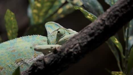 Veiled-Chameleon-On-The-Branch-Of-A-Tree