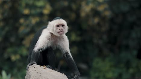 Mono-Capuchino-En-La-Jungla-Sentado-En-Una-Roca-Y-Rascándose-El-Pie