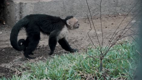 Old-Capuchin-Monkey-Walking-Away-On-Four-Legs-With-Long-Curled-Tail