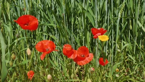 Nature-spring-field-of-wild-poppies-with-green-crop-background