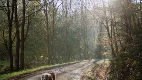 Australian-Shepherd-running-along-a-path-in-the-middle-of-a-beautifully-sunny-forest