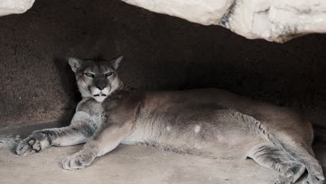 Puma-Or-Mountain-Lion-Resting-In-A-Cave