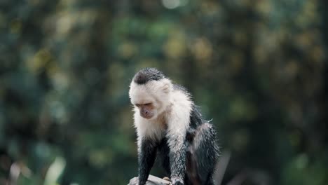 Lindo-Mono-Capuchino-Rascándose-El-Brazo-Con-Los-Pies-Aislados-Contra-El-Fondo-De-La-Naturaleza-Borrosa-En-El-Zoológico