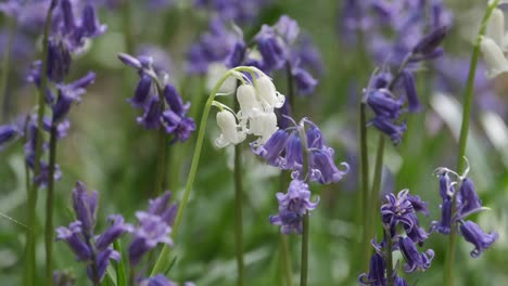 Flores-Silvestres-De-Campanillas-Blancas-En-El-Suelo-Del-Bosque-En-Medio-De-Un-Mar-Azul,-Inglaterra,-Reino-Unido