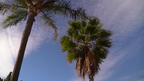 Schöne-Grüne-Palme-Gegen-Blauen-Himmel-Mit-Gepunkteten-Wolken