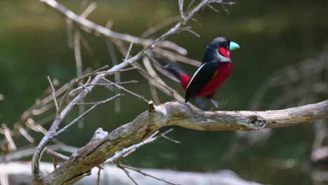 Facing-the-camera-yet-looking-to-the-right-and-then-jumps-around-to-show-its-backside,-Black-and-red-Broadbill,-Cymbirhynchus-macrorhynchos,-Kaeng-Krachan-National-Park,-Thailand
