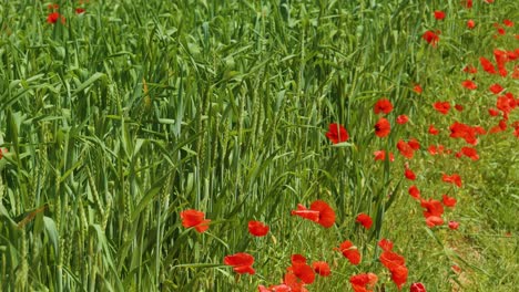 Schöne-Wilde-Rote-Mohnblumen-Auf-Der-Wiese,-Sonniger-Tag
