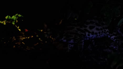 Gesehen-Nach-Links-Auf-Der-Suche-Nach-Etwas-Zu-Essen-Tief-Im-Wald-Während-Der-Nacht,-Leopardenkatze,-Prionailurus-Bengalensis,-Thailand