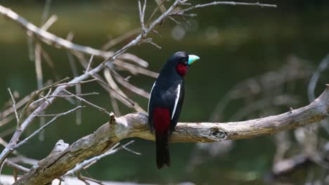 Seen-from-its-back-looking-to-the-right-while-perched-on-a-branch-in-the-middle-of-a-lake,-Black-and-red-Broadbill,-Cymbirhynchus-macrorhynchos,-Kaeng-Krachan-National-Park,-Thailand