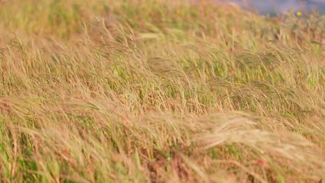 Trockenes-Gras-Weht-Im-Wind