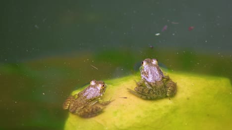 Static-video-of-2-juvenile-green-frogs-on-rocks