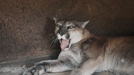 Yawning-Puma-In-Cave,-Licks-Skin-After