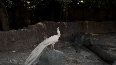 White-Peacock-Standing-On-A-Rock-In-The-Woodland