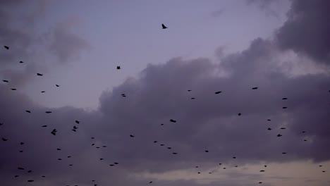 Viele-Schwarze-Vögel-Fliegen-Gegen-Den-Abendhimmel