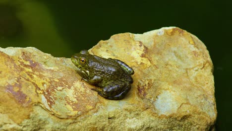 Static-video-of-a-juvenile-green-frog-on-rocks