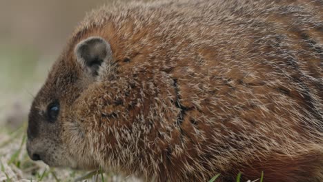 Slow-Motion-Of-Marmot-Sniffing-Food-On-The-Ground