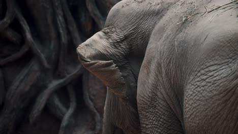 Nahaufnahme-Des-Ohrflatterns-Eines-Asiatischen-Elefanten-In-Zeitlupe