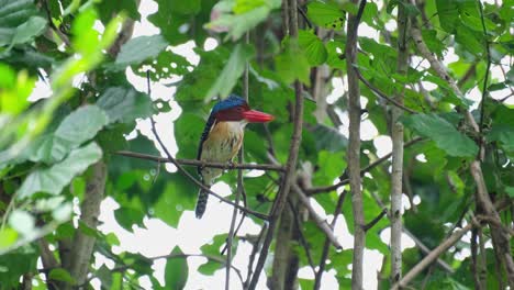 Seen-perched-within-the-foliage-as-the-camera-zooms-out,-Banded-Kingfisher-Lacedo-pulchella,-Kaeng-Krachan-National-Park,-Thailand