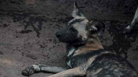 Ein-Perro-Salvaje-Africano-Afrikanischer-Wildhund-Gähnt-Und-Ruht-Sich-Im-Sand-Aus