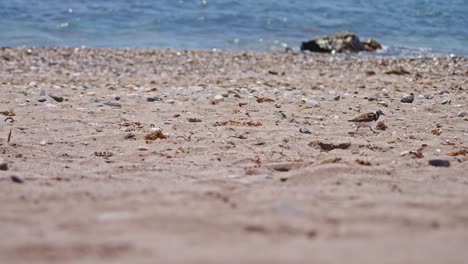 Sandpiper-passing-by-the-empty-beach-in-slow-motion