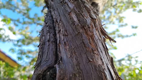 Macro-shot-of-grape-vine-tree-bark-detail-texture