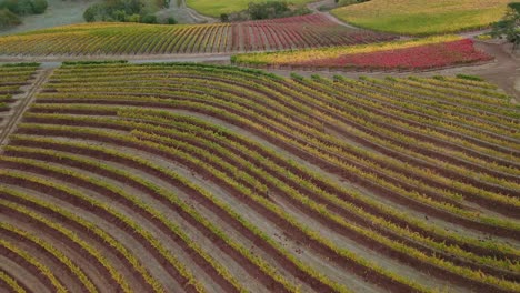 Aerial-view-over-Napa-vineyard-plantation-rows-in-Northern-California