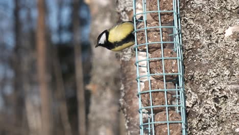 Great-Tit--feeds-from-feeding-cage-on-tree