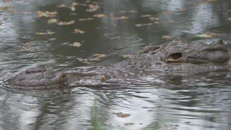 Crocodile-Swimming-under-water-with-eye-on-camera