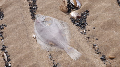 A-dead-fish-washed-up-on-the-shore-sand-with-the-tide