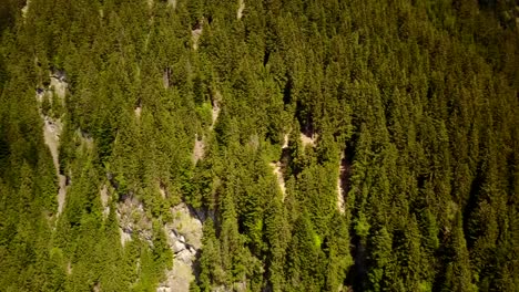 Panning-shot-of-a-fir-forest-in-the-swiss-alps