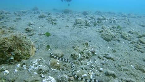 fast-moving-banded-snake-eel-swimming-over-the-ocean-floor-hunting-prey