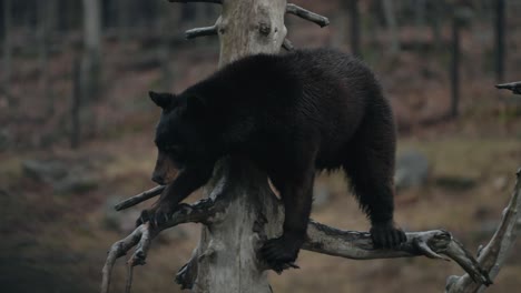 Amerikanischer-Schwarzbär,-Der-Auf-Einem-Toten-Baum-Im-Wald-Klettert