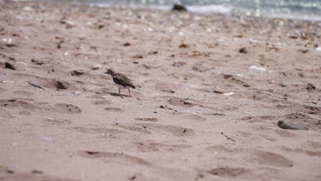 Sandpiper-moving-slowly-at-the-beach
