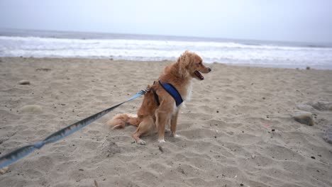 Schöner-Hund,-Der-Den-Strand-Erkundet