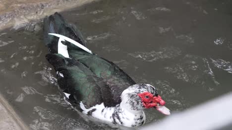 Schwarz-Weiß-Ente,-Die-Im-Wasser-Badet