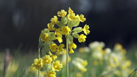 Delicadas-Flores-Amarillas-De-Prímula-Salvaje-En-Un-Prado-Inglés-En-Primavera