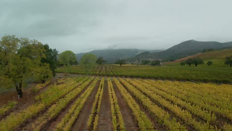 Amazing-vast-plantation-of-grape-at-kunde-vineyard-sonoma-valley,-California