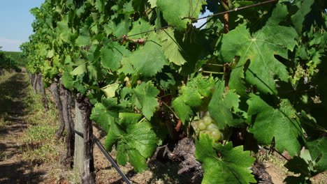 Unripe-Grapes-At-The-Vineyard-In-Groot-Constantia-Wine-Farm,-Cape-Town,-South-Africa