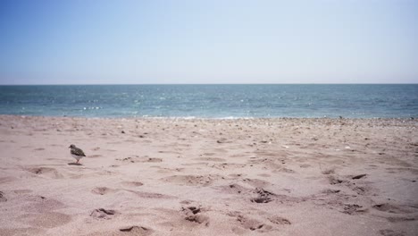 Empty-beach-with-a-single-sandpiper-walking-on-it