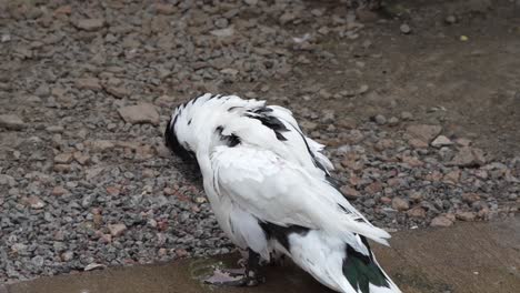 Schwarz-weiß-Duckt-Sich-Mit-Schlagenden-Flügeln