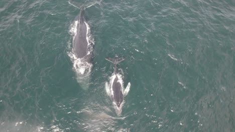 Big-Humpback-Whale-With-Young-Spraying-Water-Near-Water-Surface---aerial-shot