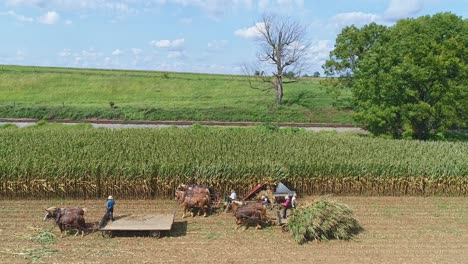 An-Aerial-Side-View-of-Amish-Harvesting-There-Corn-Using-Six-Horses-and-Three-Men-as-Done-Years-Ago-on-a-Sunny-Fall-Day