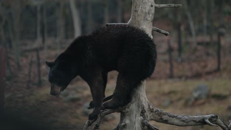 Black-Bear-Standing-On-Tree-Branch---wide-shot