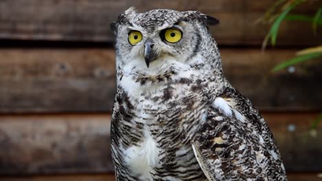 Screaming-owl-in-a-bird-park,-Ticino,-Switzerland