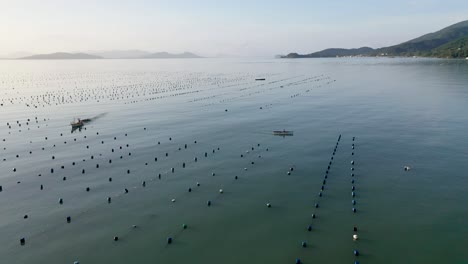 Oyster-farming,-shellfish-in-the-State-of-Santa-Catarina,-Brazil