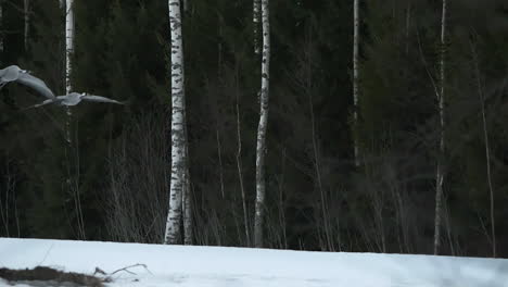 Majestic-grey-crane-birds-flying-up-in-winter-forest-landscape,-slow-motion-view