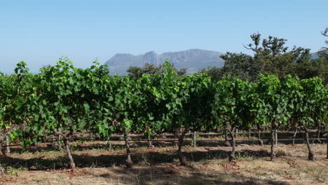 Lush-Growing-Vines-At-Groot-Constantia-Wine-Estate-In-Cape-Town,-South-Africa