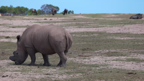 Rinoceronte-Blanco-Comiendo-Hierba-En-La-Reserva-Natural-Y-De-Caza-De-Buffelsfontein-En-Sudáfrica